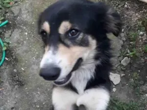 Cachorro raça SRD-ViraLata idade 1 ano nome Panda 