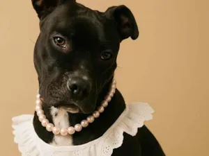 Cachorro raça Pit-Bull idade 1 ano nome Lolla