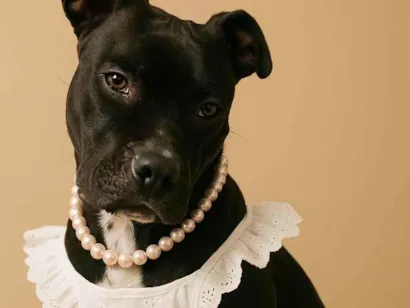 Cachorro raça Pit-Bull idade 1 ano nome Lolla