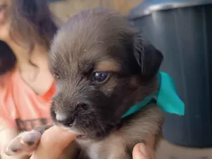 Cachorro raça SRD-ViraLata idade Abaixo de 2 meses nome Zero um