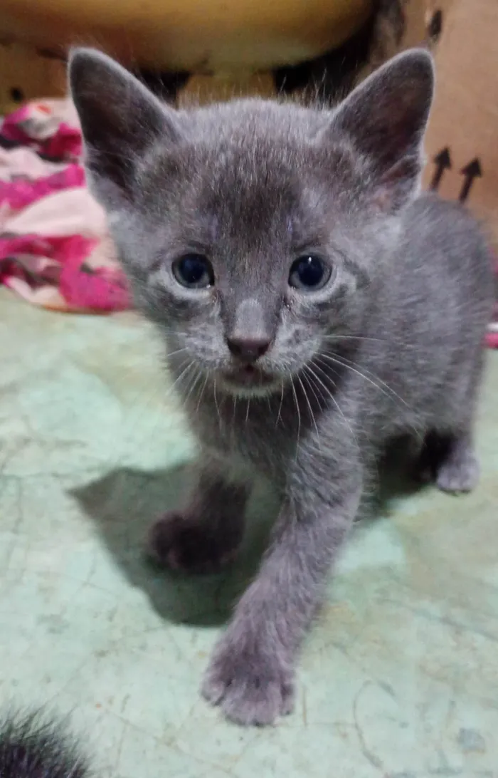 Gato ra a SRD-ViraLata idade Abaixo de 2 meses nome Não tem nome ainda