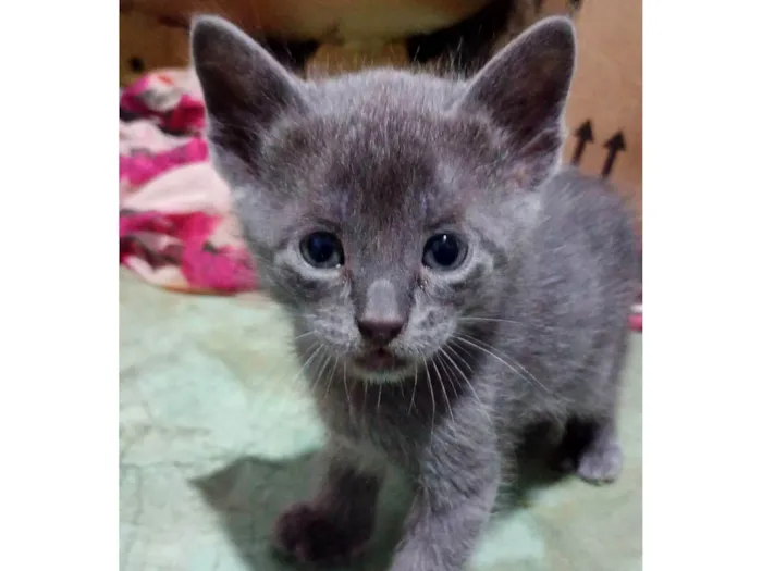 Gato ra a SRD-ViraLata idade Abaixo de 2 meses nome Não tem nome ainda