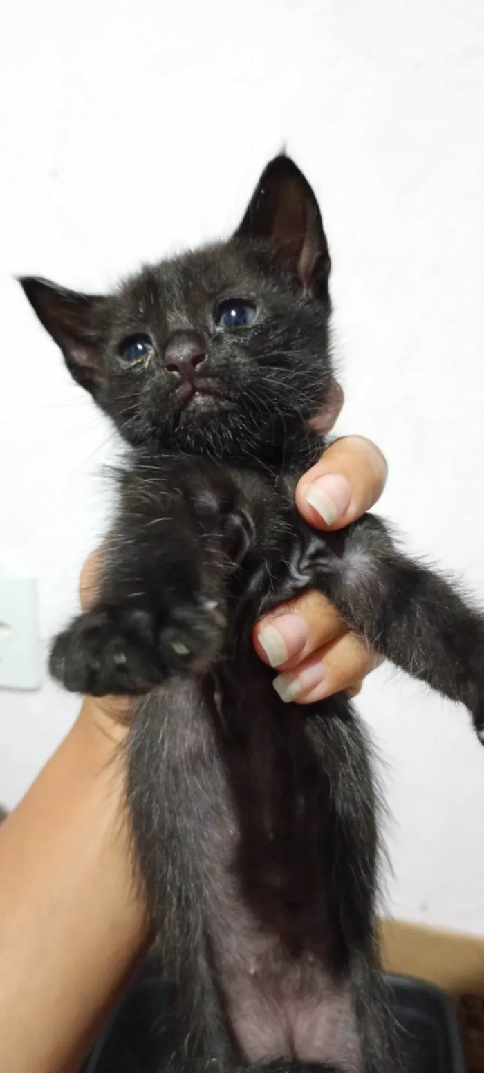 Gato ra a SRD-ViraLata idade Abaixo de 2 meses nome Sem nome