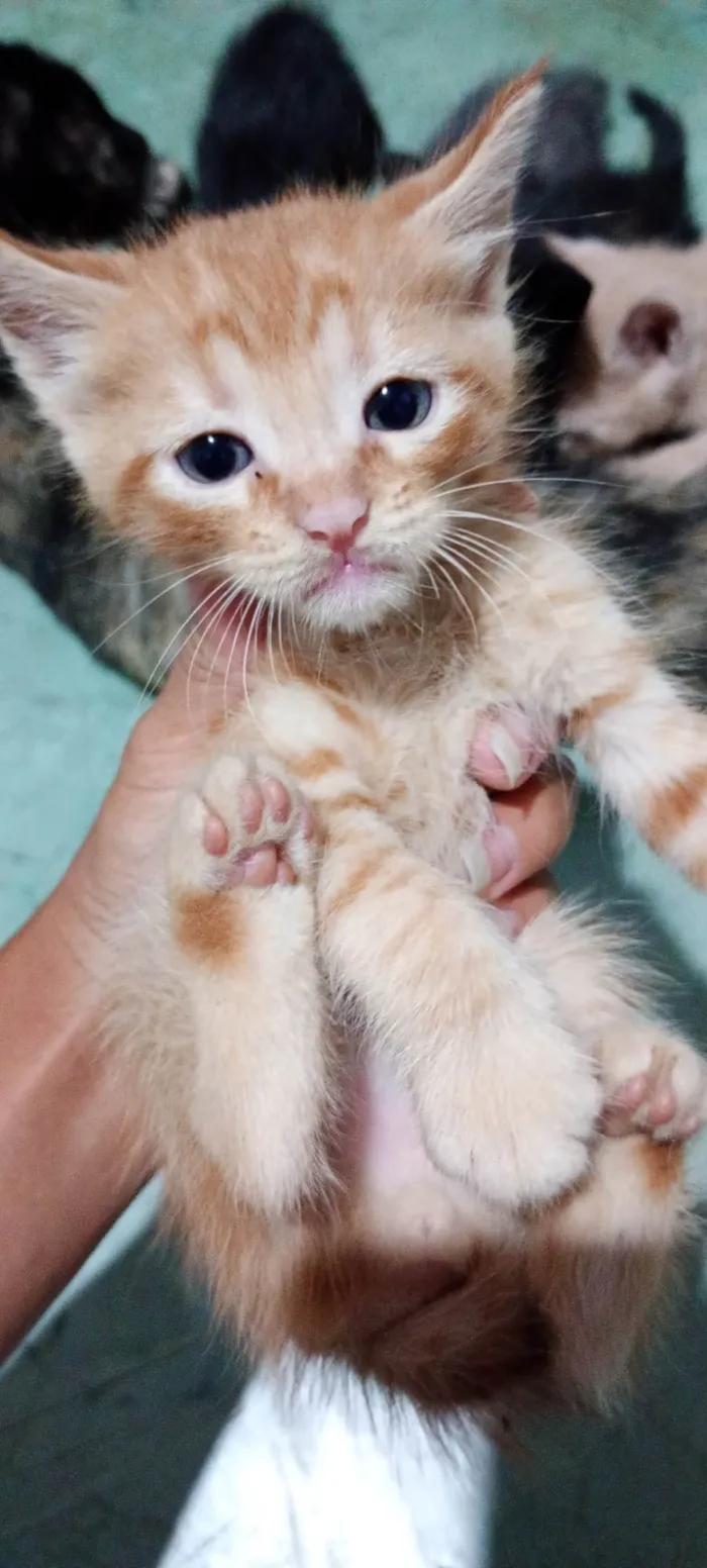 Gato ra a SRD-ViraLata idade Abaixo de 2 meses nome Sem nome ainda