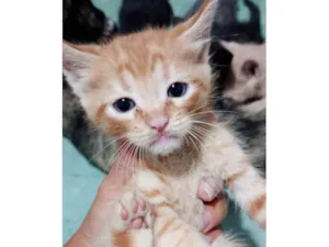 Gato ra a SRD-ViraLata idade Abaixo de 2 meses nome Sem nome ainda