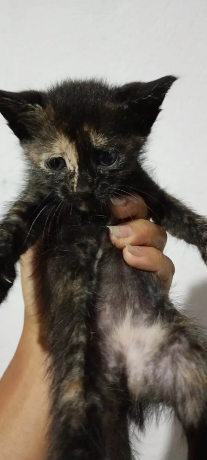 Gato ra a SRD-ViraLata idade Abaixo de 2 meses nome Sem nome ainda