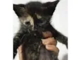 Gato ra a SRD-ViraLata idade Abaixo de 2 meses nome Sem nome ainda