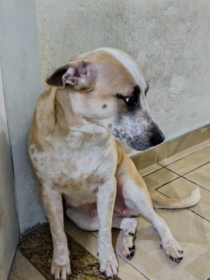 Cachorro ra a SRD-ViraLata idade 1 ano nome Kiara 