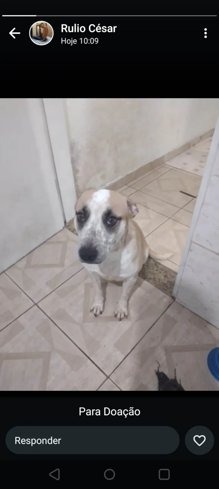 Cachorro ra a SRD-ViraLata idade 1 ano nome Kiara 