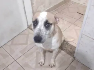Cachorro raça SRD-ViraLata idade 1 ano nome Kiara 