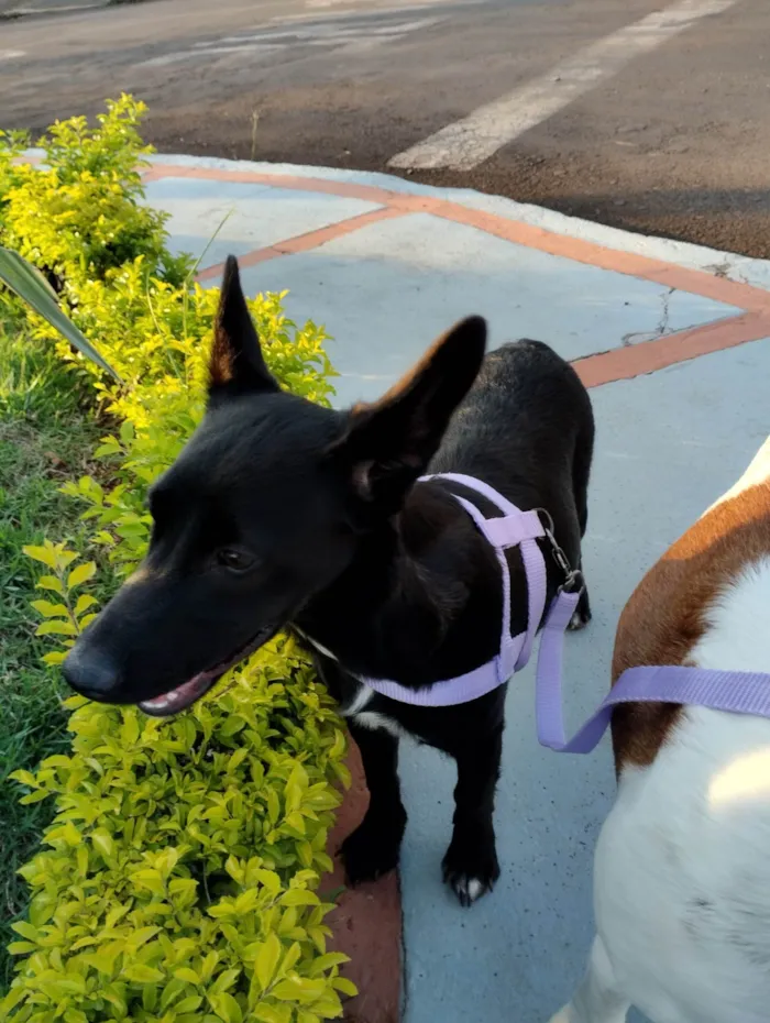 Cachorro ra a SRD-ViraLata idade 2 a 6 meses nome Fifi