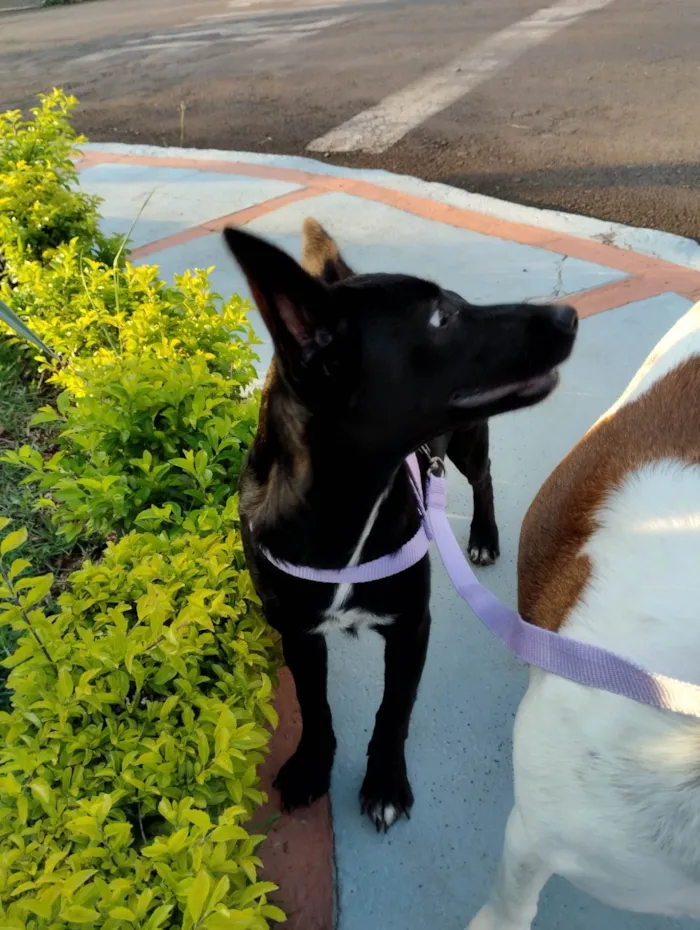 Cachorro ra a SRD-ViraLata idade 2 a 6 meses nome Fifi