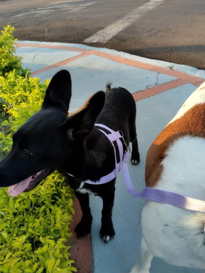 Cachorro ra a SRD-ViraLata idade 2 a 6 meses nome Fifi