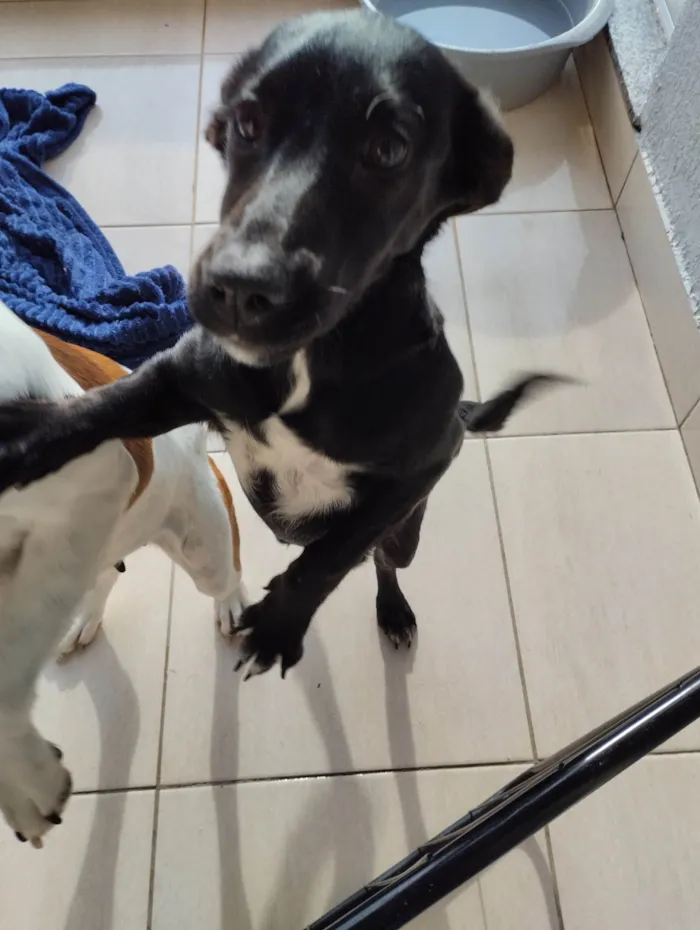 Cachorro ra a SRD-ViraLata idade 2 a 6 meses nome Fifi