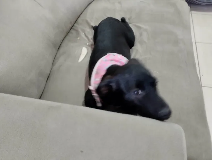 Cachorro ra a SRD-ViraLata idade 2 a 6 meses nome Fifi