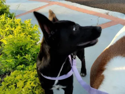 Cachorro ra a SRD-ViraLata idade 2 a 6 meses nome Fifi