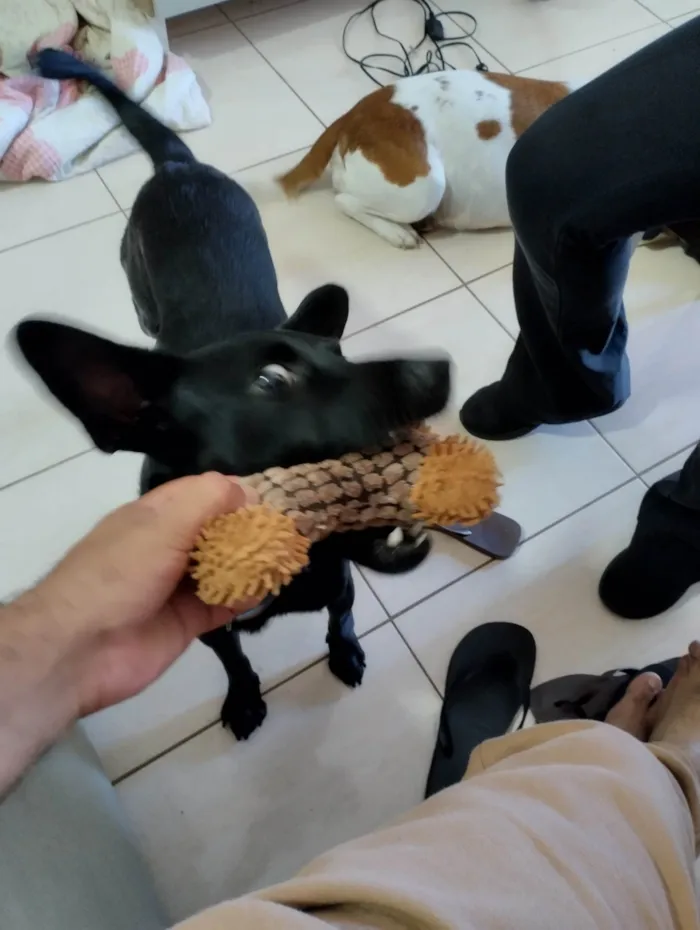 Cachorro ra a SRD-ViraLata idade 3 anos nome Axel