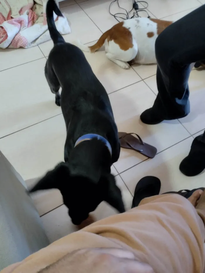 Cachorro ra a SRD-ViraLata idade 3 anos nome Axel