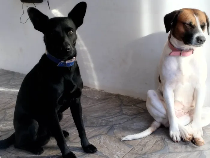 Cachorro ra a SRD-ViraLata idade 3 anos nome Axel