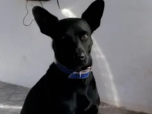 Cachorro raça SRD-ViraLata idade 3 anos nome Axel