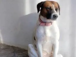 Cachorro raça SRD-ViraLata idade 3 anos nome Torroca