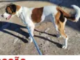 Cachorro ra a SRD-ViraLata idade 3 anos nome Torroca
