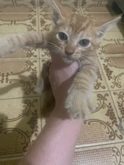 Gato ra a SRD-ViraLata idade Abaixo de 2 meses nome Sem nome 