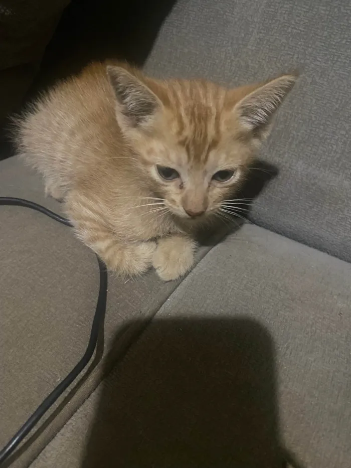 Gato ra a SRD-ViraLata idade Abaixo de 2 meses nome Sem nome 