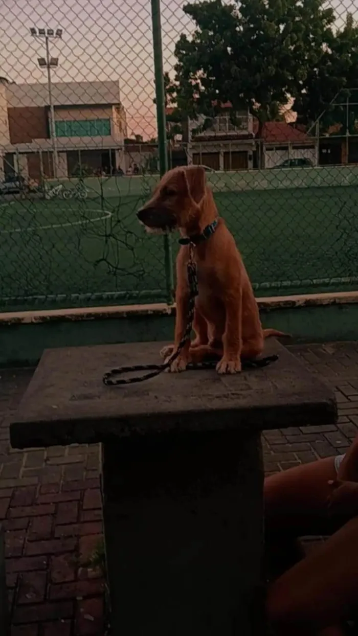 Cachorro ra a SRD-ViraLata idade 7 a 11 meses nome Chico
