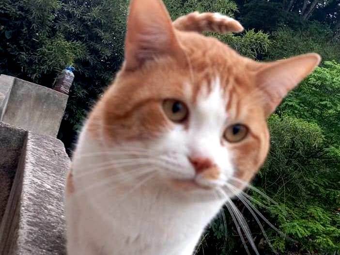 Gato ra a SRD-ViraLata idade 5 anos nome Amendoim 