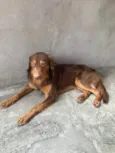Cachorro ra a SRD-ViraLata idade 1 ano nome Manny