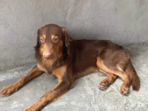 Cachorro raça SRD-ViraLata idade 1 ano nome Manny