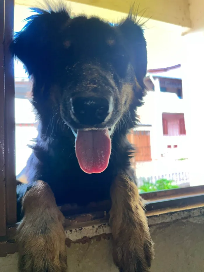 Cachorro ra a SRD-ViraLata idade 7 a 11 meses nome Medroso 