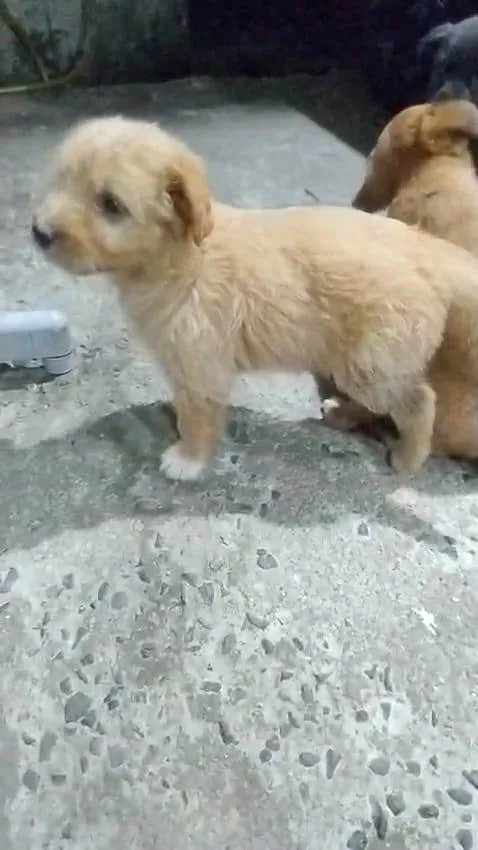 Cachorro ra a SRD-ViraLata idade 2 a 6 meses nome Paçoca