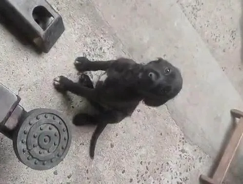 Cachorro ra a SRD-ViraLata idade 2 a 6 meses nome Café