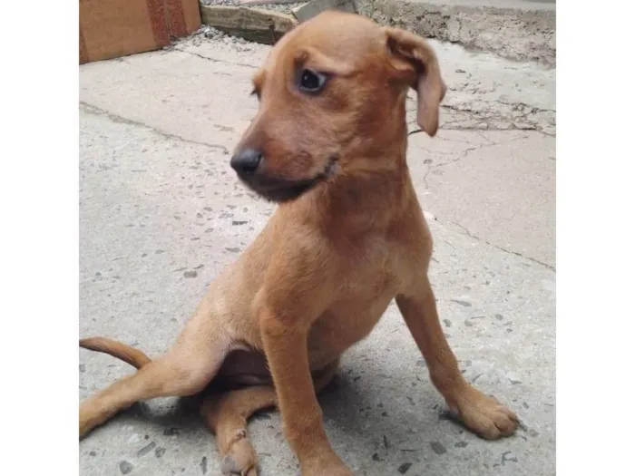Cachorro ra a SRD-ViraLata idade 2 a 6 meses nome Pipoca