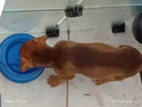 Cachorro raça SRD-ViraLata idade 2 a 6 meses nome Corazinha 