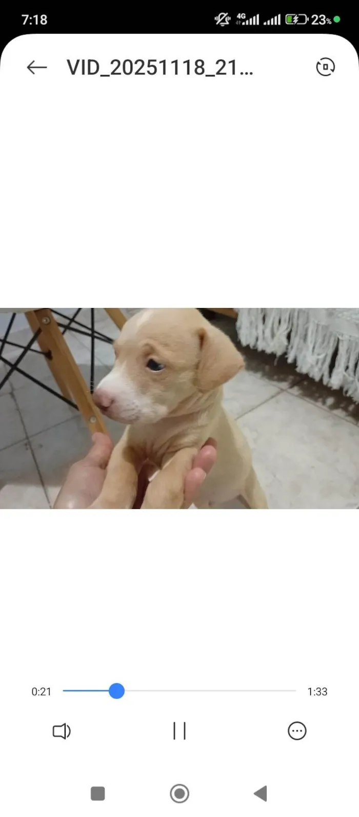 Cachorro ra a SRD-ViraLata idade 2 a 6 meses nome Dorinha
