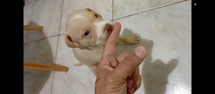 Cachorro ra a SRD-ViraLata idade 2 a 6 meses nome Dorinha