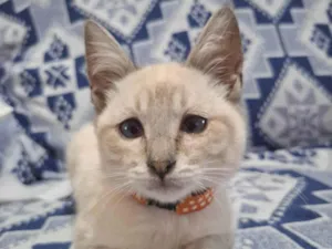Gato raça SRD-ViraLata idade 2 a 6 meses nome Sem nome