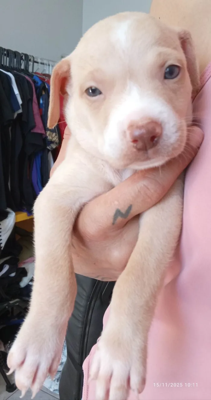 Cachorro ra a SRD-ViraLata idade 2 a 6 meses nome Filhotes da Coralina 