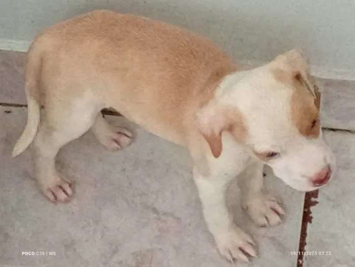 Cachorro ra a SRD-ViraLata idade 2 a 6 meses nome Filhotes da Coralina 