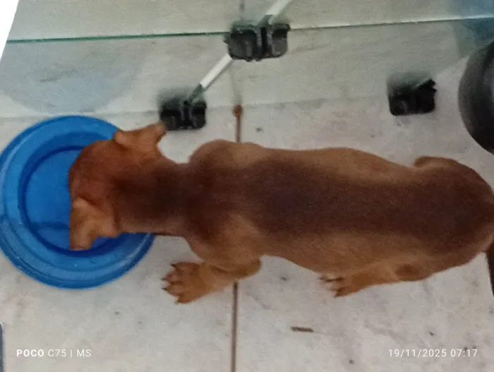 Cachorro ra a SRD-ViraLata idade 2 a 6 meses nome Filhotes da Coralina 