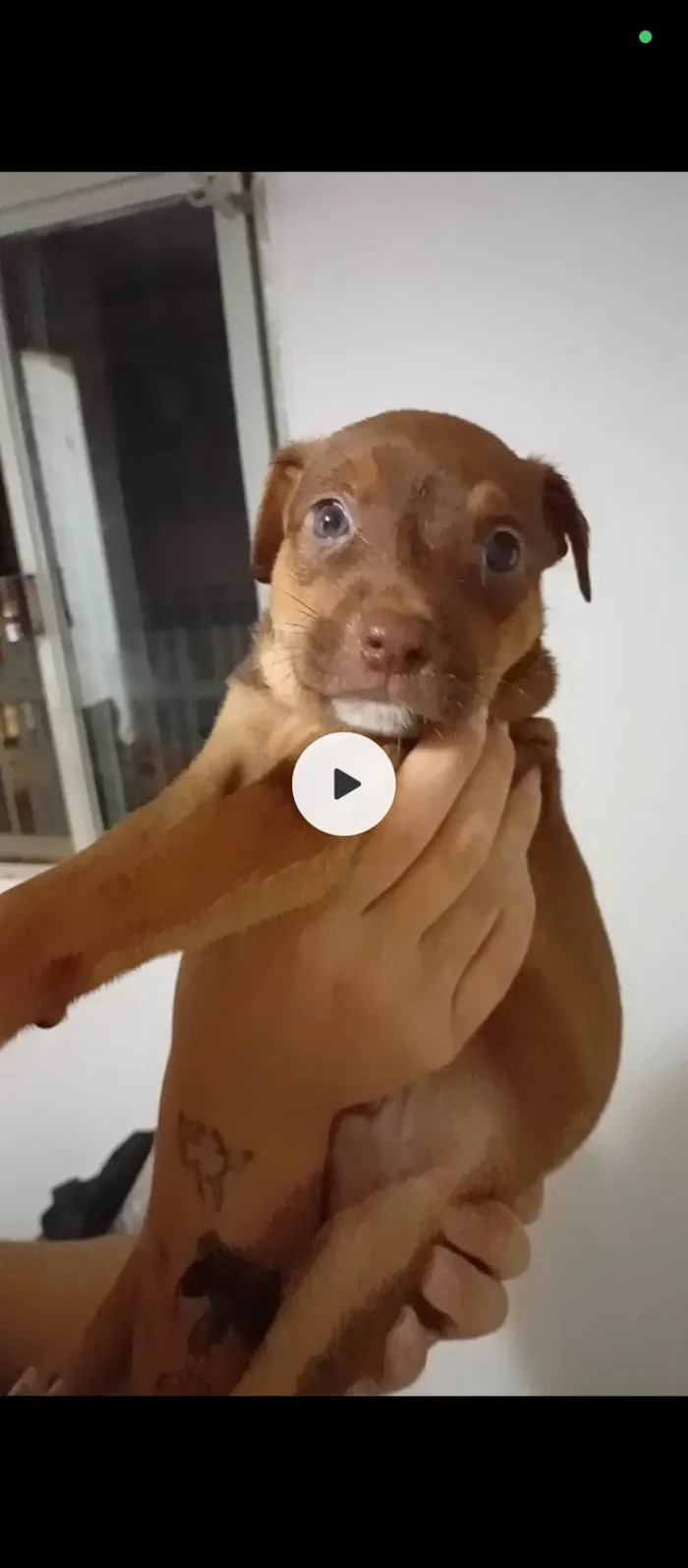 Cachorro ra a SRD-ViraLata idade 2 a 6 meses nome Filhotes da Coralina 