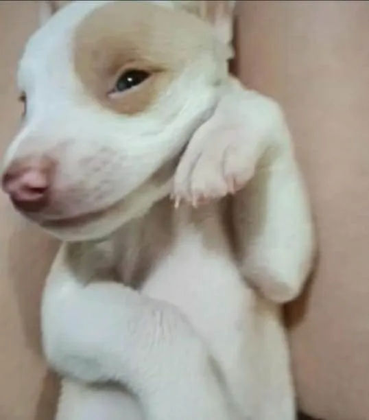 Cachorro ra a SRD-ViraLata idade 2 a 6 meses nome Filhotes da Coralina 