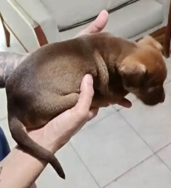 Cachorro ra a SRD-ViraLata idade 2 a 6 meses nome Filhotes da Coralina 