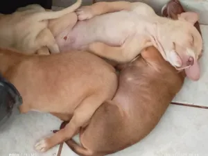 Cachorro raça SRD-ViraLata idade 2 a 6 meses nome Filhotes da Coralina 