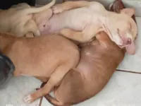 Filhotes da Coralina