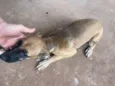 Cachorro raça SRD-ViraLata idade 2 a 6 meses nome Safira e melissa 