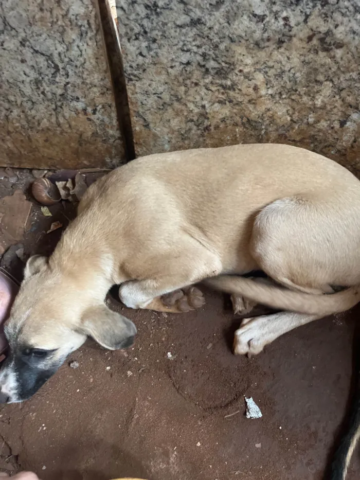 Cachorro ra a SRD-ViraLata idade 2 a 6 meses nome Safira e melissa 